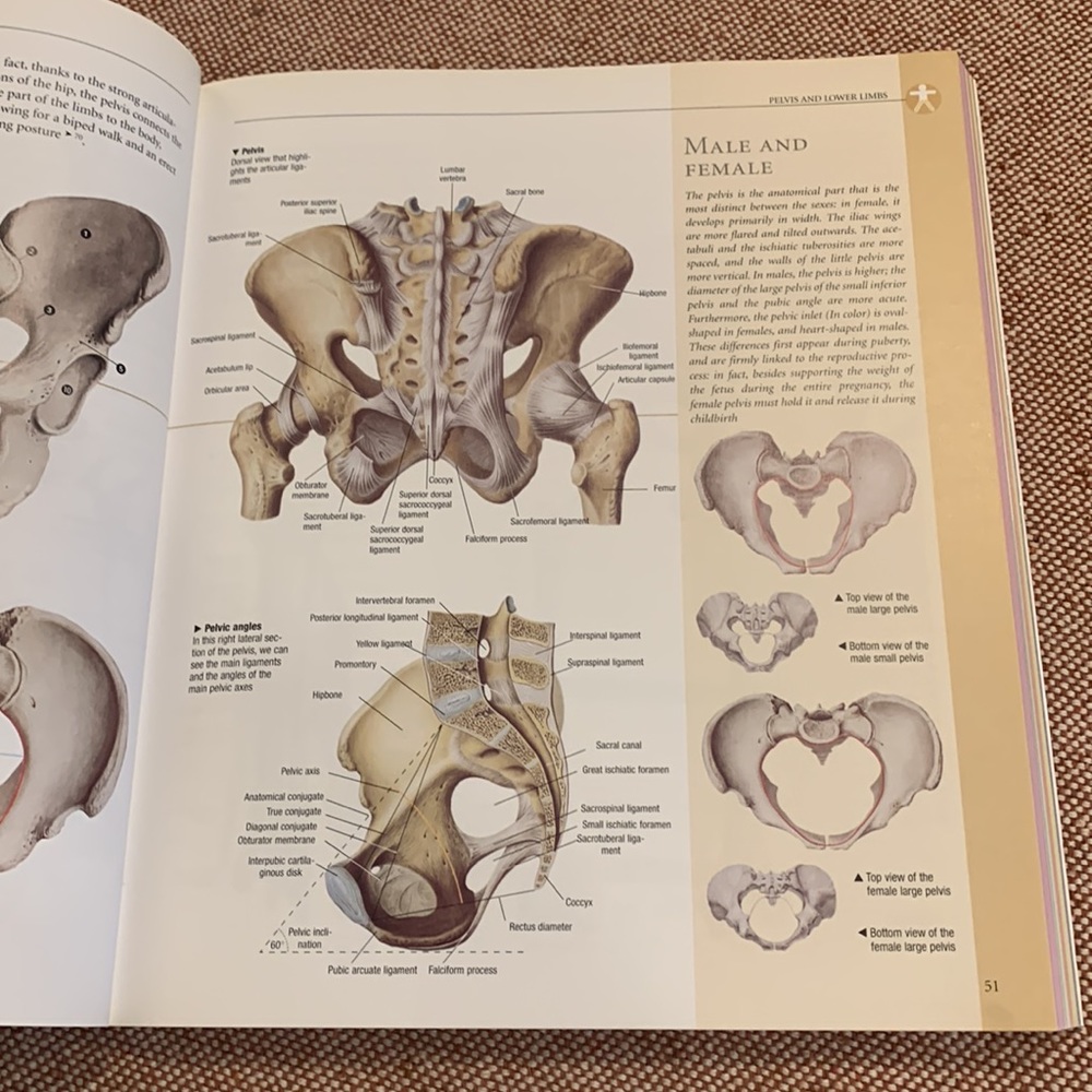 Anatomy Book - Picture 8 of 13